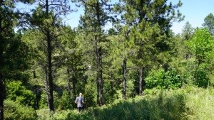 North American Pole tree-lined gully