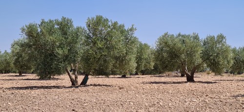 Olive Trees near the Centre of spain