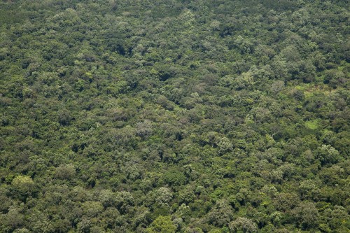 African Jungle Canopy near the Pole