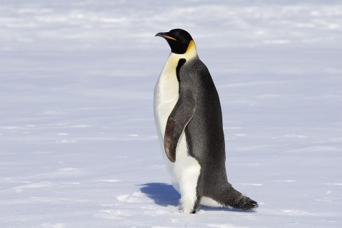 Emporer Penguin at Atka Bay