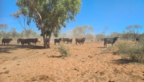 Cattle roaming the Derwent Station in the Northern Territory