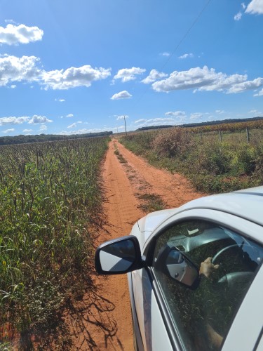 Dirt tracks through maize fields