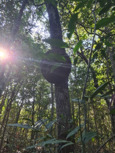 Bees nest in Jungle