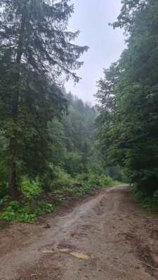 Track leading to hill on which the Slovenian pole is situated