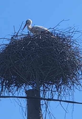 Stork Spotting
