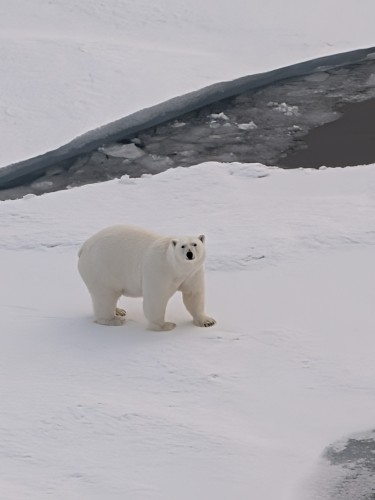 Mother Polar Bear investigates the Ice Breaker